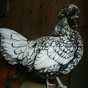 Silver Laced Polish hen - 3 yrs old, crest trimmed way back