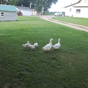 Some of our Pekin ducks