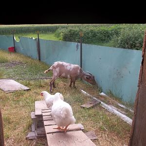 Theres Billy the Goat. LOL