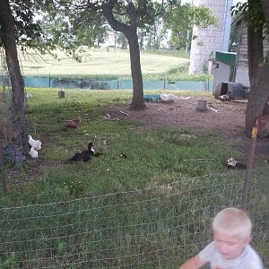 Pasture pen that we hardly ever kept the gate closed.