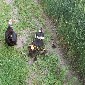 Small family of Muscovy's. Only had 40 or so this last summer. They breed worse then rabbits.