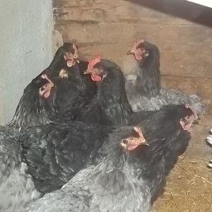 Our Cochins