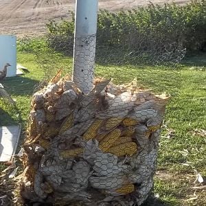 Homemade little corngrib