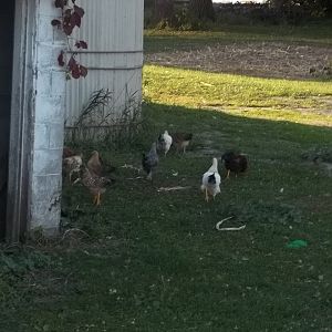 Some of the Bantoms