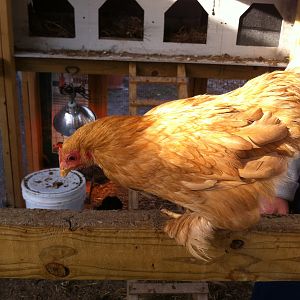 DAISY:
Bantam Buff Cochin