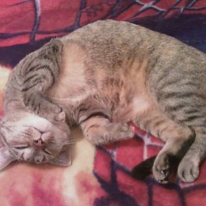 Miley  the beauty queen