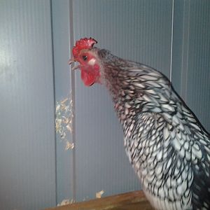 Henry saying cock-a-doodle-doooo