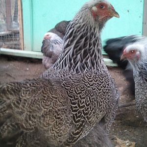 Dark Brahma hen