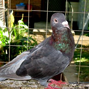 Globally unique mutative Black-Ash phenotype bred by Manny Arquette 2011. The color variety of homing pigeon exhibited is undoubtedly the greatest mutative achievement since the evolution of the Rock Dove. I presently have several offspring towards further genetics research development. My many homing pigeon mutations may also be viewed on my website: Australian Avian Research Organization, Avian Webb and Twitter under the registered account of  Pigeonamondo.