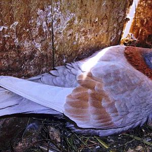 A globally unique mutative Faded Charcoal-Face Dark-Phase Ash-Red Dilute hen with white flights split for Platinum, or Charcoal-Face Dark-Phase Yellow phenotype.
The Charcoal-Face genetic trait was first realized within a year of research and intensive cross breeding with other color varieties towards development is responsible for many of the unique modifying traits to have been expressed over the years.
For example: The Black-Ash variety, Charcoal-Head Spread-Ash, Shadowing Ash-Red Dilute and Charcoal-Head Barless Mealy.