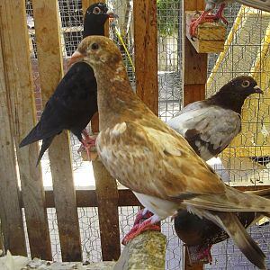 Globally unique mutative Cinnamon fledgling bred by Manny Arquette 2011. Please note the tail which clearly distinguishes the Cinnamon-Genome from that of the Ash-Red, Recessive red and Indigo mimic-red. I have several of this bloodline to pursue further breeding research development and it is another exciting addition to my many mutative color varieties. The eye-catching Cinnamon color exhibited herein certainly stands out from the red and brown colored pigeons.