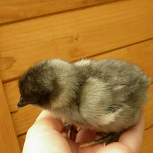 First chick!