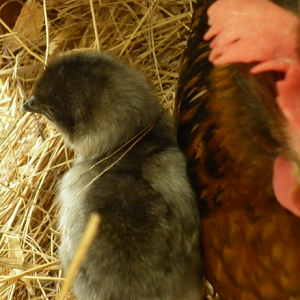 With her broody mum :)