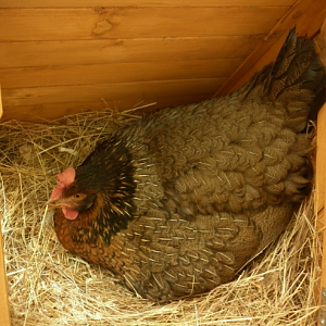Broody mother in her cage!