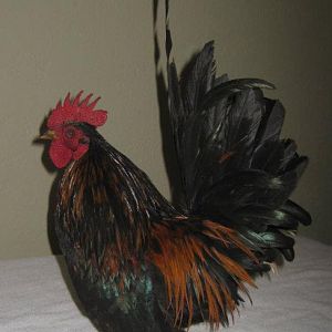 roo1.jpg