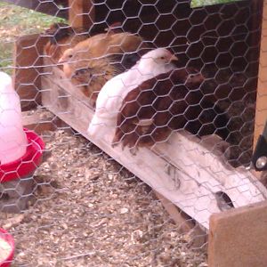 This was there small pen.