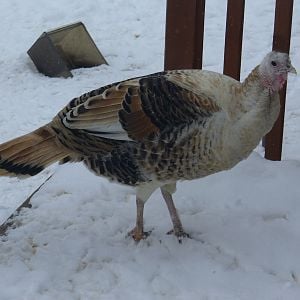 This is my Sweetgrass hen.