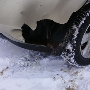 deer hit car splat