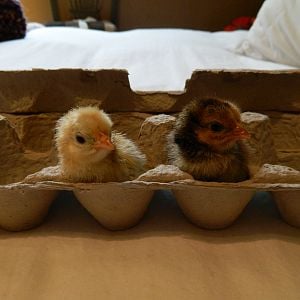 My 2 babies hatched 1/24/12