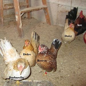 Jan 2012 Wheatie pen #3.  Ace was bred by Bobby C in Indiana, and the girls are all from my stock.  The three hens in front were the base of my 2011 show year, and I hope they get even better in 2012!