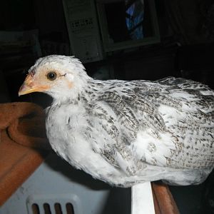 chicken baby on hamper. looking cool.
