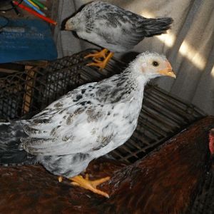 last pic opp for chicken baby on momma's back.
