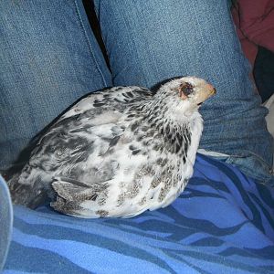hurt chicken baby on my lap.