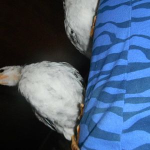 chicken babies on my back