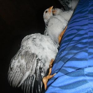 chicken babies on my back