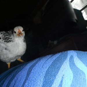 chicken babies on my back