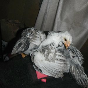 grooming on chair.