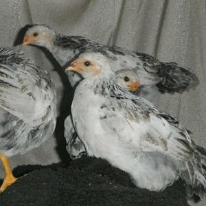 group pic of chicken babies on chair.