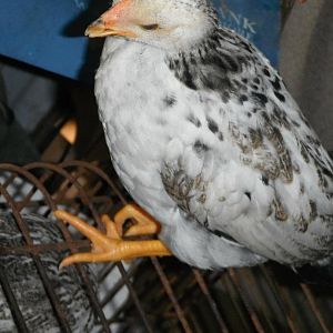 open beak pic.