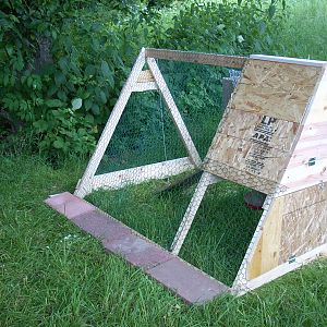 A quickie shelter built for young chickens using free materials