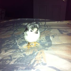 New Baby Serama Boo Boo.