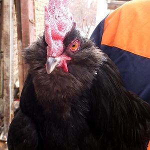 AZERBAIJAN MARAND 
Rare Breed Poultry
black Azerbaijan