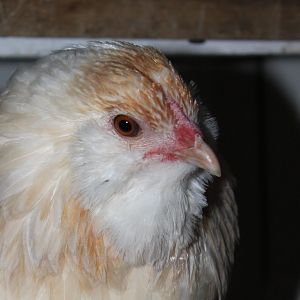 Zelda, a splash wheaten Ameraucana pullet