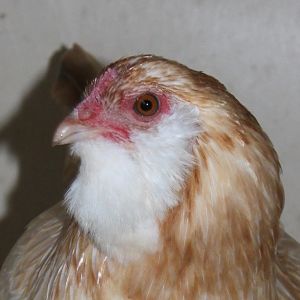 Zircon, blue wheaten Ameraucana pullet