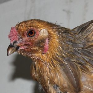 Tuco during a hard molt. AKA "Zombie Chicken"