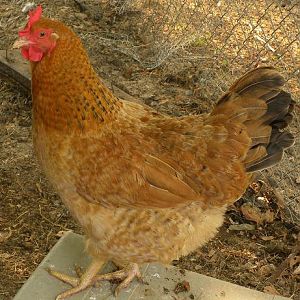 Henny, now 2+ yrs, brown egg