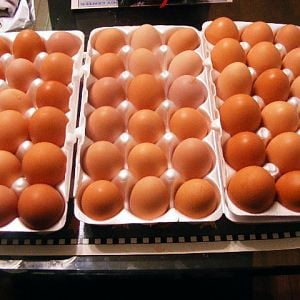 Eggs from Red Sex Link, Rhode Island Red, Barred Plymouth Rock, and Buff Orpington.