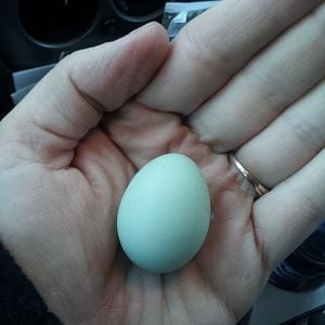 Tiny blue/green egg.