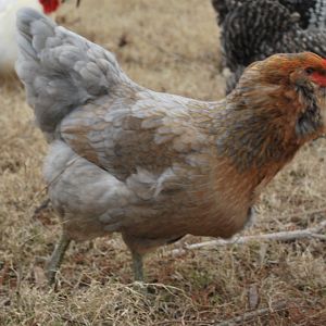 My EE hen (Big Blue)