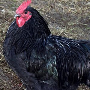 Cockerel 5 mo old.jpg
Black Java