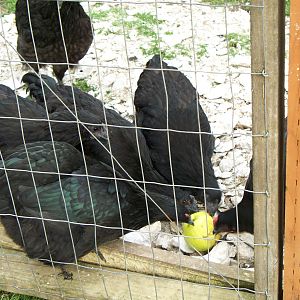 Apples 012.jpg
Black Java