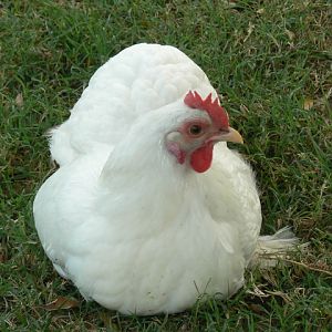 My son's hen, a white bantam cochin he named THX 1138
