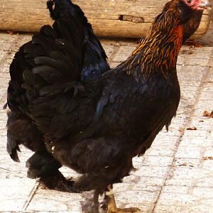 neck brown marand hen