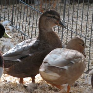 Blue fawn hen in center, blue fawn drake on right, and pastel hen on left