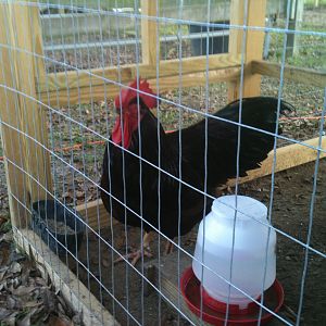 RIR Cockerel #2.jpeg
