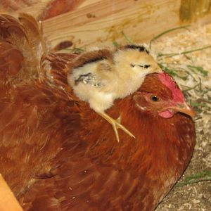 Peep (our first chick) hatched by Mother Hen (who she is sitting on)